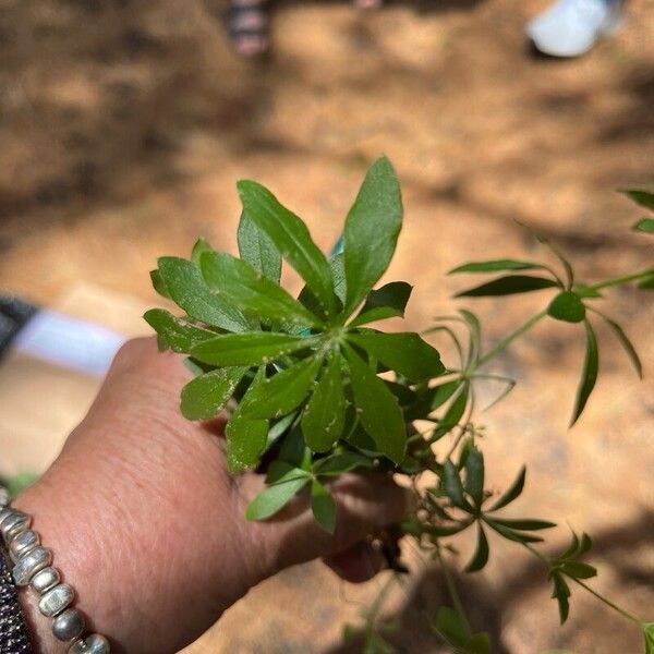 Galium triflorum Leaf