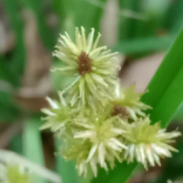 Cyperus ligularis Vrucht