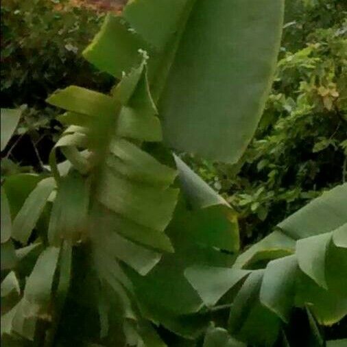 Musa × paradisiaca Lapas