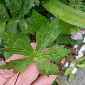 Geranium maculatum Лист