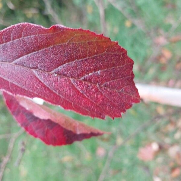 Parrotia subaequalis List