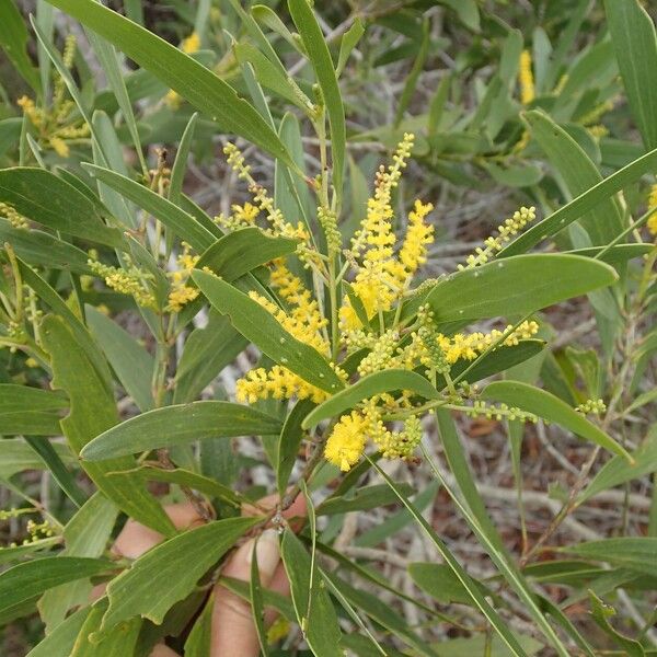 Acacia spirorbis Квітка