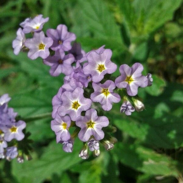 Heliotropium amplexicaule Flower