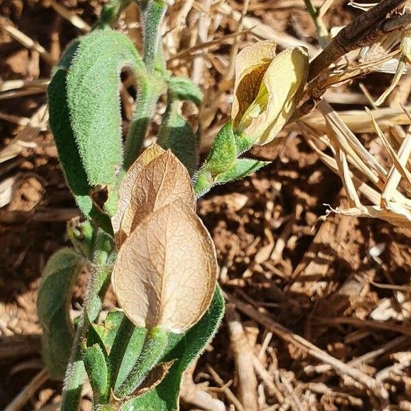 Dicliptera napierae Vaisius