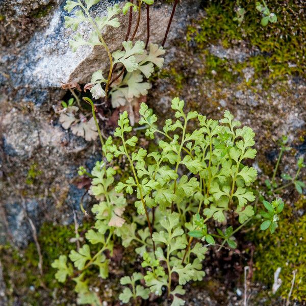 Anogramma leptophylla Leaf