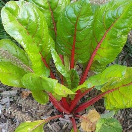 Beta vulgaris Lapas