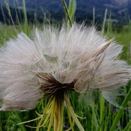 Tragopogon dubius 果實