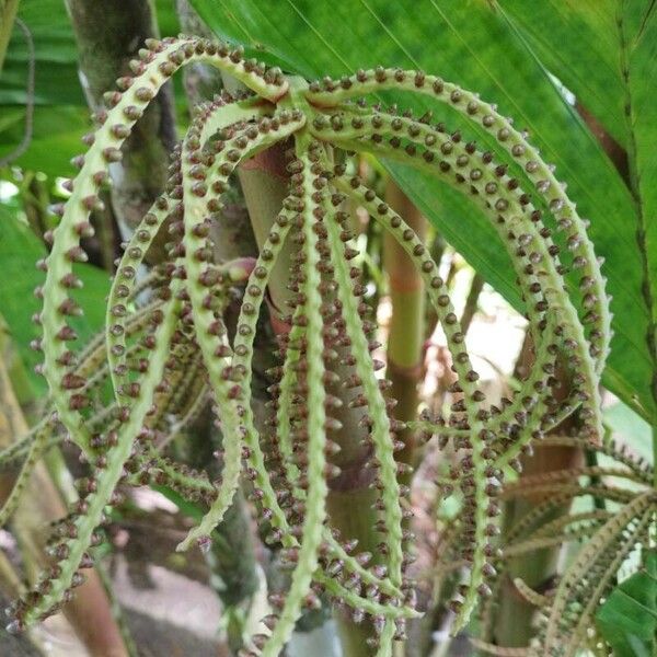 Hyospathe elegans Flor