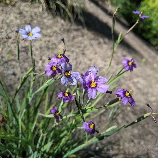 Sisyrinchium angustifolium Flor