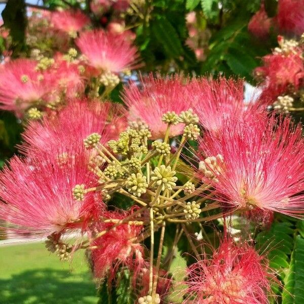 Albizia julibrissin Květ