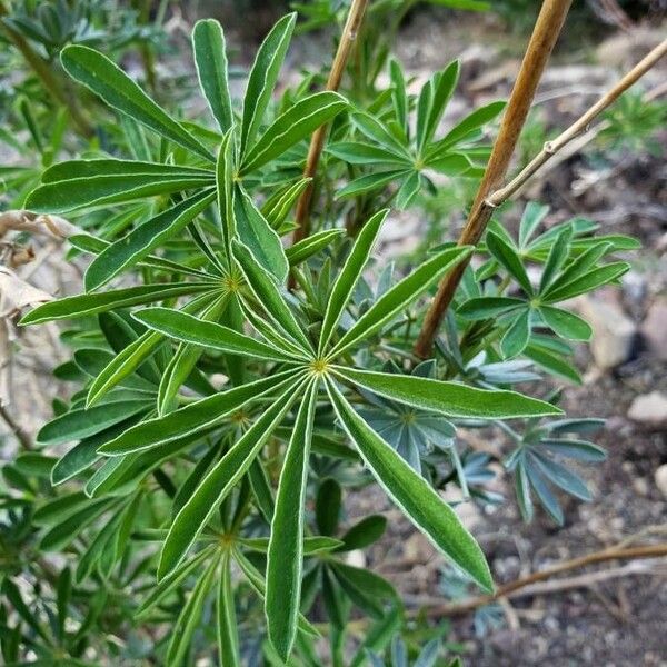 Lupinus arboreus Φύλλο