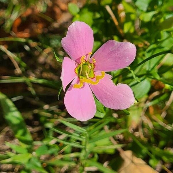 Sabatia angularis Flower