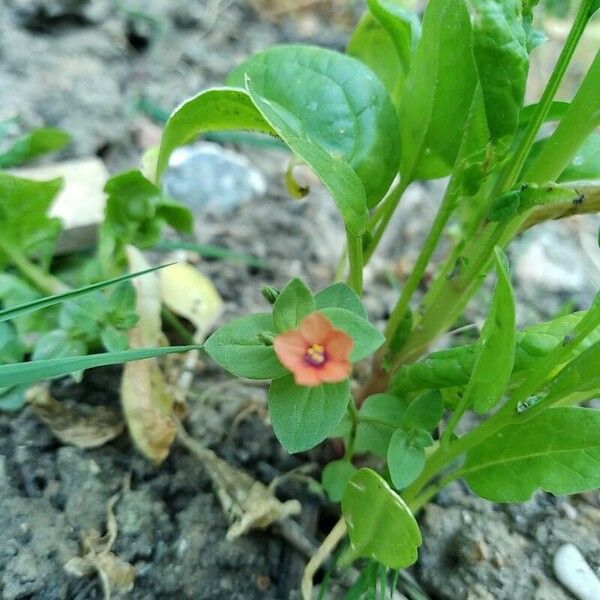 Lysimachia arvensis Flower