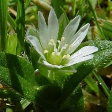 Cerastium holosteoides Flower