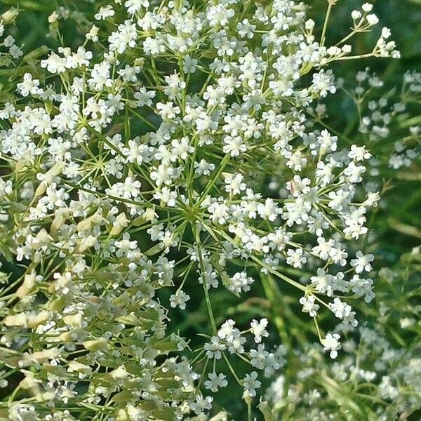 Falcaria vulgaris Flower