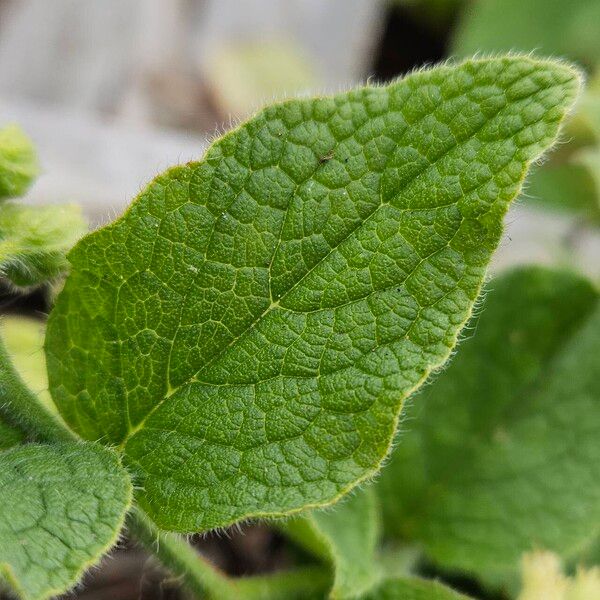 Symphytum orientale Folha