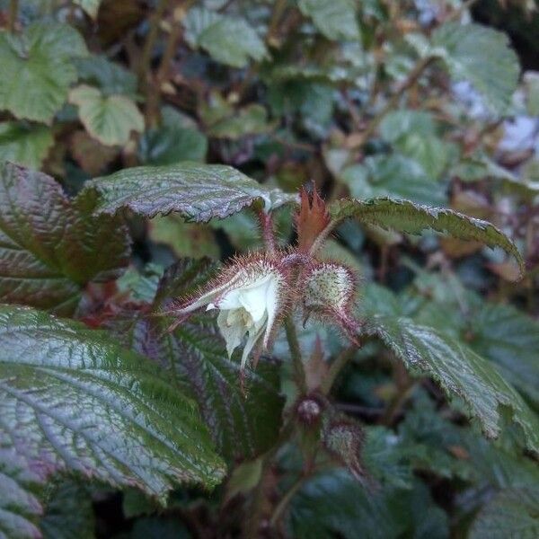 Rubus tricolor (Creeping bramble)