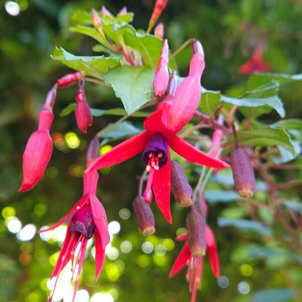 Fuchsia magellanica Floro