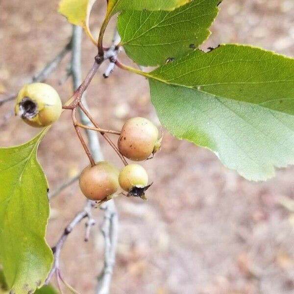 Crataegus viridis Frugt