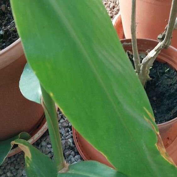 Hedychium flavum Folio