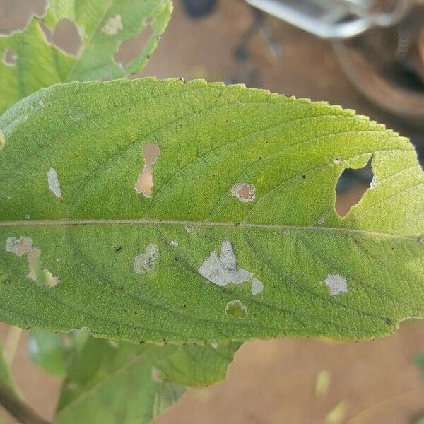 Lippia javanica 葉