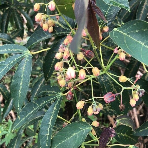 Manihot esculenta Flower