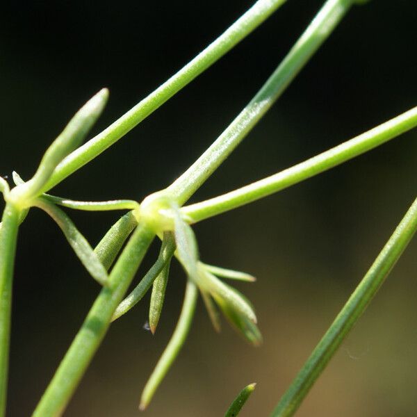 Galium debile Lehti