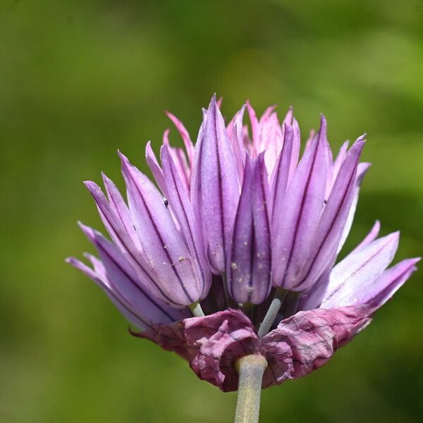 Allium schoenoprasum Kwiat