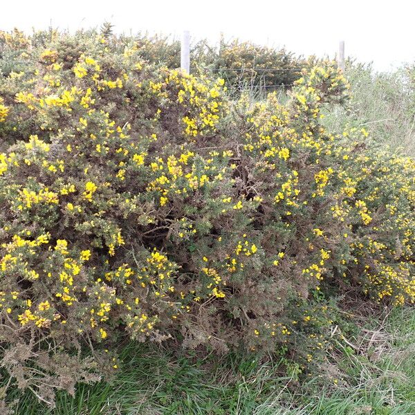 Ulex europaeus 整株植物