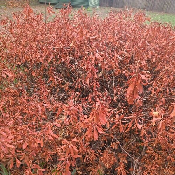 Myrica gale Blad