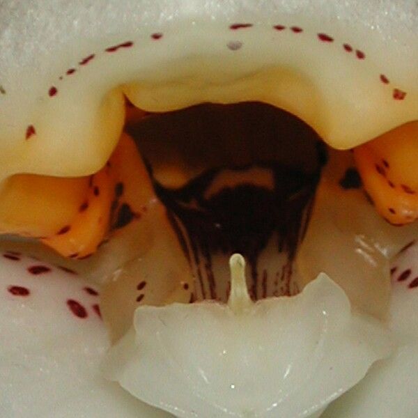 Stanhopea ecornuta Altres