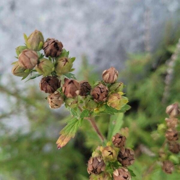 Potentilla norvegica Kvet