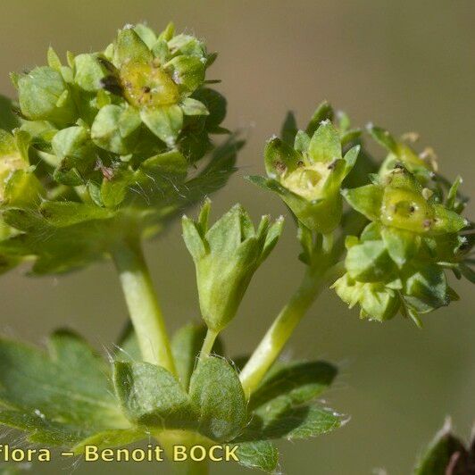 Alchemilla subcrenata Fruit