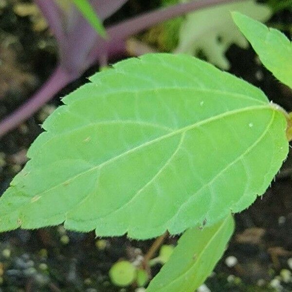 Acalypha virginica Blatt