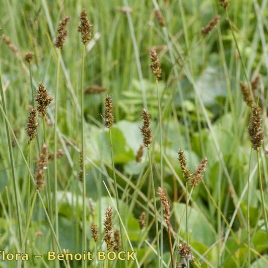 Carex diandra Vekstform