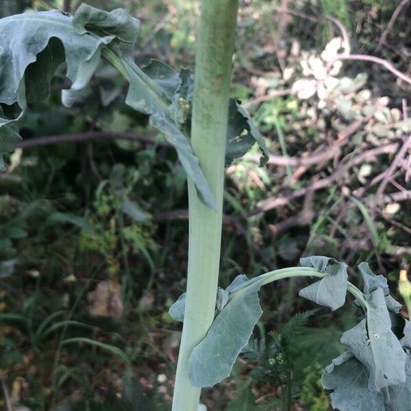 Brassica rapa Autre