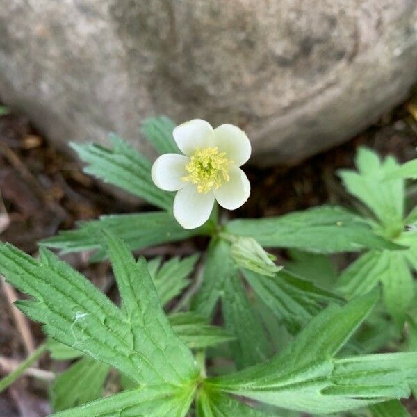 Anemonastrum canadense फूल