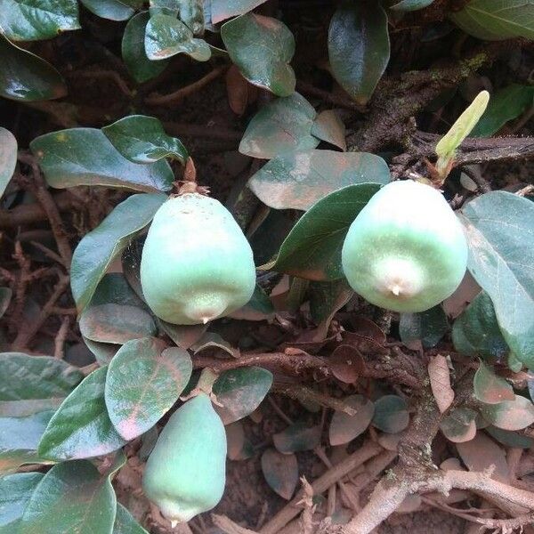 Ficus pumila 果