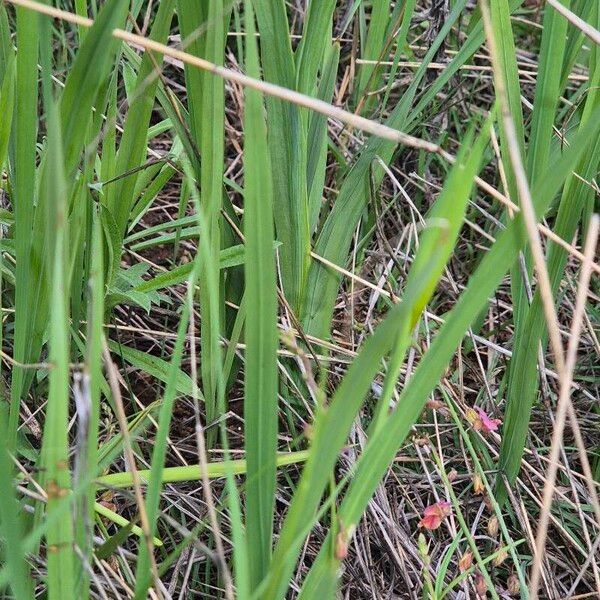 Gladiolus candidus Leaf