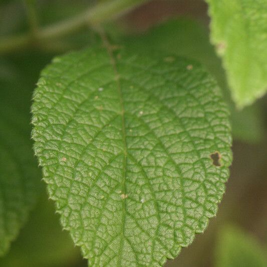 Stachytarpheta mutabilis Leaf