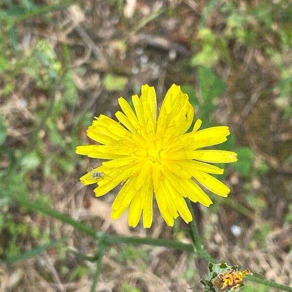 Crepis setosa Flower