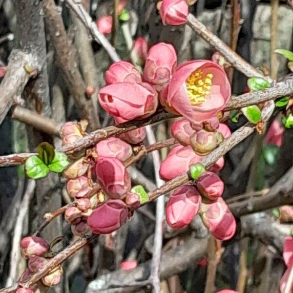 Chaenomeles speciosa Flower