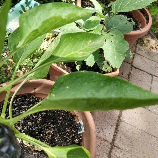 Capsicum annuum Yaprak