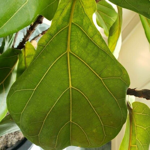 Ficus lyrata Leaf