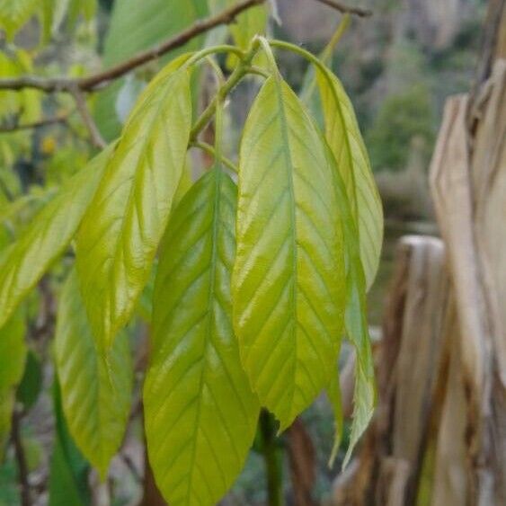 Quercus glauca পাতা