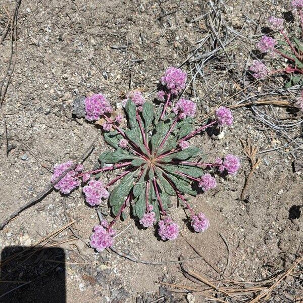 Calyptridium umbellatum Агульны выгляд