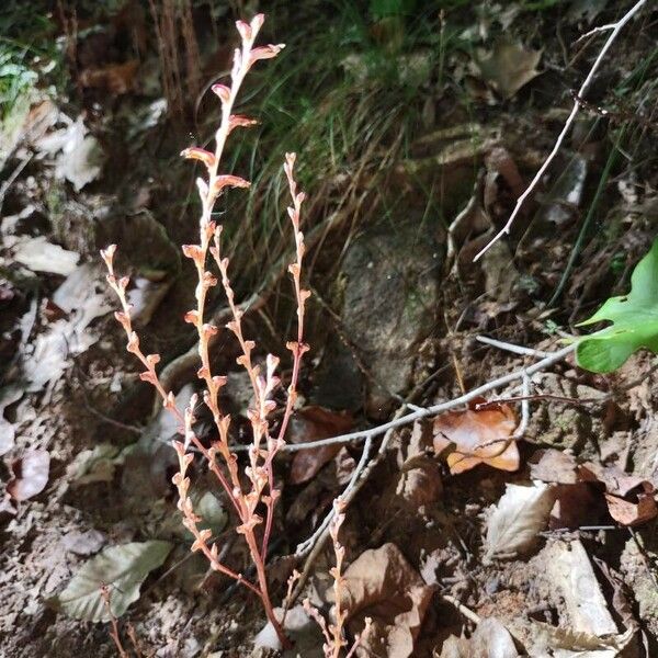 Epifagus virginiana Õis