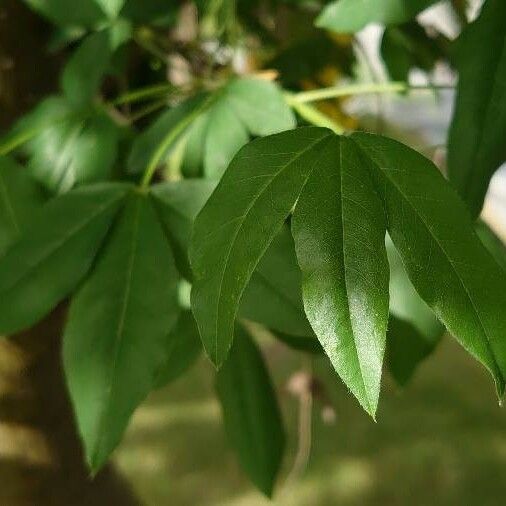 Laburnum alpinum Ліст