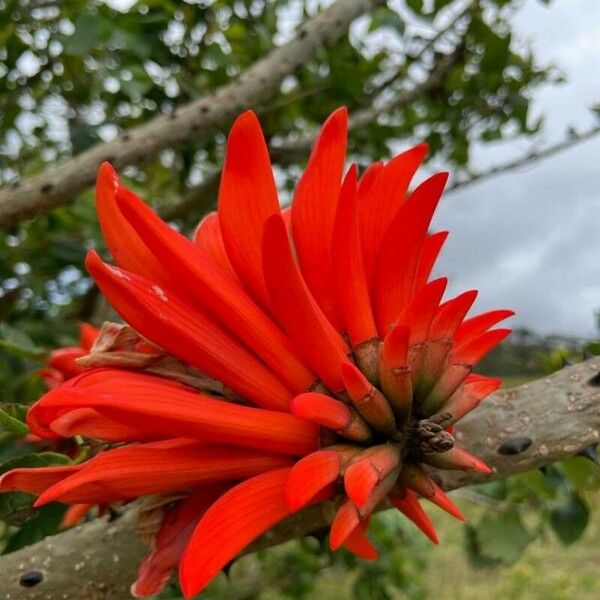 Erythrina lysistemon Квітка