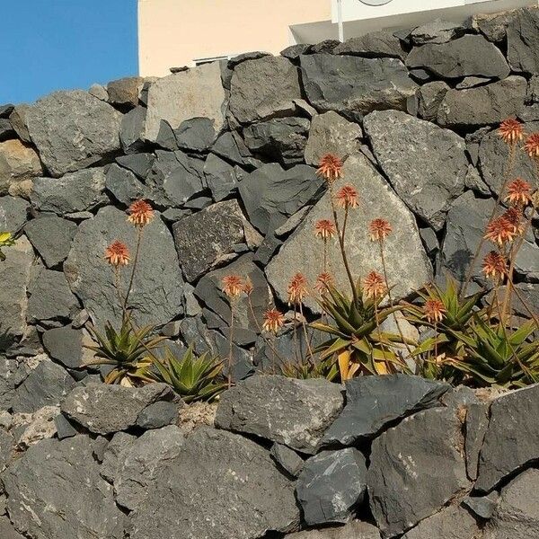 Aloe perfoliata Flors